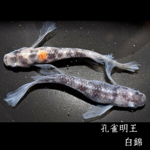 孔雀明王・白錦 稚魚１０匹 オマケ付き 白 黒 墨 錦 孔雀 明王 舞めだか 和墨 松井 鰭 長 MEDAKANEONの画像7