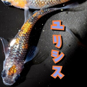 ユリシス　稚魚１０匹　オマケ付き　めだか　メダカ　丹頂　更紗　夜桜　月弓　ラメ　ブルー　オレンジ　ネプチューン サンシャイン ラメ王