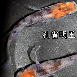 孔雀明王 稚魚１０匹 オマケ付き メダカ 稚魚 白 黒 三色 めだか メダカ 赤 紅 朱 松井 鰭 長 舞めだか 血統 朱光菊の画像4