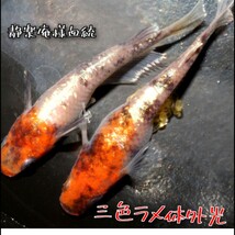 静楽庵　三色ラメ体外光　稚魚　１０匹　オマケ付き　めだか メダカ 三色 体外光 ラメ α 静楽庵様血統 静楽庵　赤　白　墨　紅白　_画像3