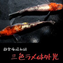 静楽庵　三色ラメ体外光　稚魚　１０匹　オマケ付き　めだか メダカ 三色 体外光 ラメ α 静楽庵様血統 静楽庵　赤　白　墨　紅白　_画像4