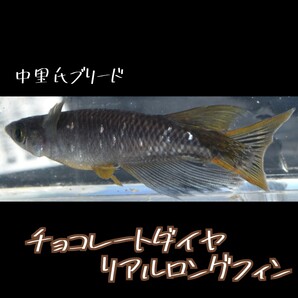 チョコレートダイヤ リアル ロングフィン 稚魚１０匹＋α 親は 中里氏ブリード dhmedaka経由 メダカ ブラックダイヤ 中里の画像1