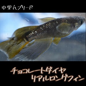 チョコレートダイヤ リアル ロングフィン 稚魚１０匹＋α 親は 中里氏ブリード dhmedaka経由 メダカ ブラックダイヤ 中里の画像7