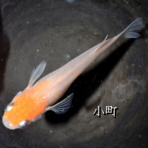 小町 稚魚 １０匹 オマケ 付き メダカ めだか α 紅白 赤 紅 白 鯉 非透明鱗 非 透明 鱗 産卵 間近 個体 の画像3