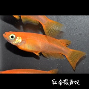 紅帝楊貴妃 稚魚１０匹 オマケ 付き メダカ めだか 紅 帝 楊貴妃 赤 朱 の画像9