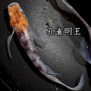 孔雀明王 稚魚１０匹 オマケ付き メダカ 稚魚 白 黒 三色 めだか メダカ 赤 紅 朱 松井 鰭 長 舞めだか 血統 朱光菊の画像9