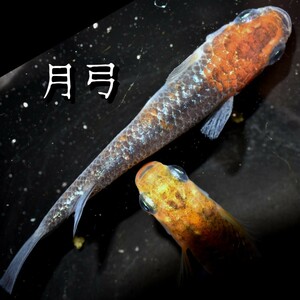 月弓　稚魚　１０匹　オマケ　付き　めだか　メダカ　夜桜　ユリシス　レクリス　舞　丹頂　ラメ　ラメメダカ　鱗　ブルー　青ラメ　青　