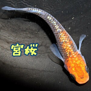 宮桜　稚魚　１０匹　オマケ　付き めだか メダカ ラメ　オーロラ　夜桜　ユリシス　月弓　丹頂　赤　オレンジ　青　ブルー　ラメメダカ