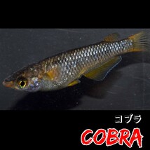 コブラ　フレーミングラメ　稚魚１０匹＋α　五式　ブラックダイヤ　クラウドグレー　メダカ　めだか　ラメ_画像2