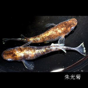 朱光菊 稚魚 １０匹 オマケ付き 菊間 三色 対外光 メダカ めだか 赤 黒 白 鰭 光 の画像4