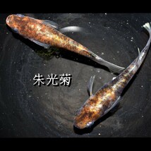 朱光菊　稚魚　１０匹　オマケ付き　菊間　三色　対外光　メダカ　めだか　赤　黒　白　鰭　光　_画像2