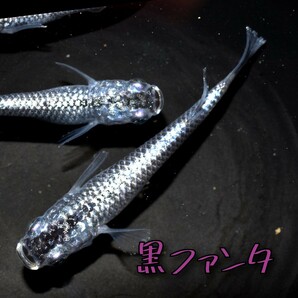 黒ファンタ 稚魚１０匹＋α メダカ めだか クラウドグレー ブラックダイヤ 上見 ラメ 強ラメの画像3