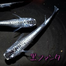 黒ファンタ　稚魚１０匹＋α　メダカ めだか　クラウドグレー　ブラックダイヤ　上見　ラメ　強ラメ_画像3