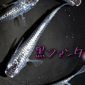 黒ファンタ 稚魚１０匹＋α メダカ めだか クラウドグレー ブラックダイヤ 上見 ラメ 強ラメの画像1