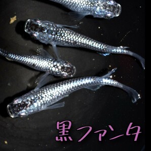 黒ファンタ 稚魚１０匹＋α メダカ めだか クラウドグレー ブラックダイヤ 上見 ラメ 強ラメの画像7