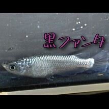 黒ファンタ　稚魚１０匹＋α　メダカ めだか　クラウドグレー　ブラックダイヤ　上見　ラメ　強ラメ_画像10