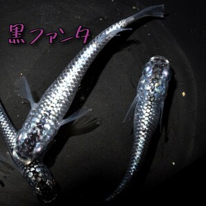 黒ファンタ 稚魚１０匹＋α メダカ めだか クラウドグレー ブラックダイヤ 上見 ラメ 強ラメの画像8