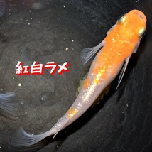 紅白ラメ　稚魚　１０匹　オマケ　付き　赤　紅　白 メダカ めだか　紅白　ラメ　丹頂　MEDAKANEON　色　_画像9