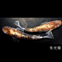 朱光菊　稚魚　１０匹　オマケ付き　菊間　三色　対外光　メダカ　めだか　赤　黒　白　鰭　光　_画像6