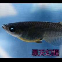 黑天幻龍　稚魚１０匹＋α　黒天幻龍　めだか　メダカ　黒　ブルーアイ　青　目　眼　ブラック　ゾンビ　アースアイ　鰭　黄　ランス　漆黒_画像3