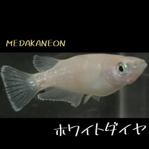 ホワイトダイヤ　稚魚１０匹＋α　メダカ　めだか　ブラックダイヤ　ダイヤ　ラメ　ホワイト　チョコレート　キャロット　中里氏　クラウド_画像2