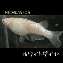 ホワイトダイヤ　稚魚１０匹＋α　メダカ　めだか　ブラックダイヤ　ダイヤ　ラメ　ホワイト　チョコレート　キャロット　中里氏　クラウド_画像3