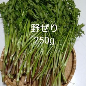 せり 富山県産 野芹 250g