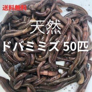 送料無料 天然 ドバミミズ 50匹　6cm〜15cm前後　　うなぎ釣り 川釣り 生き餌 エサ　爬虫類 シマミミズ シーボルトミミズ a