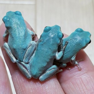  super . beautiful!! Ame i Gin g blue ie Ame * blue ..... body color . attractive market . almost . times . not . rare ... finest quality individual ±2cm Random 3 pcs 
