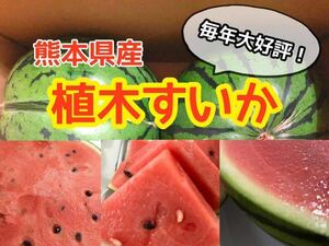 毎年大好評！ 熊本県産 すいか スイカ 1玉 5kg以上