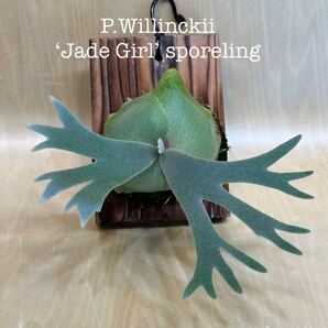 ◆◆◆ P.Willinckii ‘Jade Girl’ sporeling（板付け・中小株5）の画像1