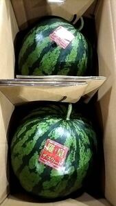 【送料無料1円スタート☆☆】熊本植木産 羅皇ザ・スウィート6～7kg(2玉入) 家庭用