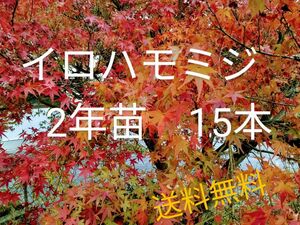 イロハモミジ2年苗 15本(抜き苗) [もみじ 紅葉 盆栽]