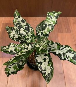 【黒葉ベタ白】Aglaonema pictum ラハト産【MB株】 アグラオネマ（用土、鉢、管理タグ付）