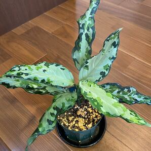 【LA便】Aglaonema pictum tricolor from Aceh sumatera 【LA0819-01b】アグラオネマ （用土、鉢、管理タグ付）の画像5