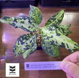 【AZ便】Aglaonema pictum type NIRVASH from Pulau Nias 【AZ0611-3】 ver MES アグラオネマニルバーシュ（用土、鉢、管理タグ付）