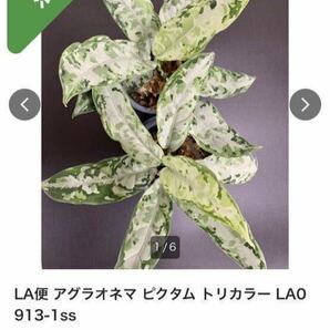 【LA便】Aglaonema pictum tricolor “柳緑花紅” Aceh sumatera【LA0913-1ss】とtricolor【LA0913-1ss】（難有おまけ）アグラオネマの画像7