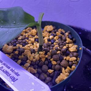 【LA便】Aglaonema pictum tricolor “Endor” 【LA0915-03j】アグラオネマ（用土、鉢、管理タグ付）の画像9