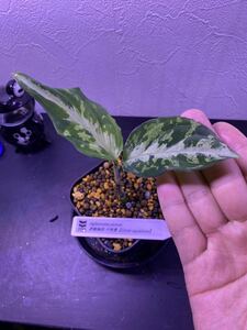 【Grow aquarium】Aglaonema pictum 夢観極彩 千眼葉　アグラオネマ（用土、鉢、管理タグ付）　2