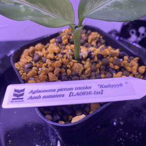 【LA便】 Aglaonema pictum tricolor “Kashyyyk“ Aceh sumatera 【LA0816-1ss】アグラオネマ（用土、鉢、管理タグ付）キャッシーク ②の画像4