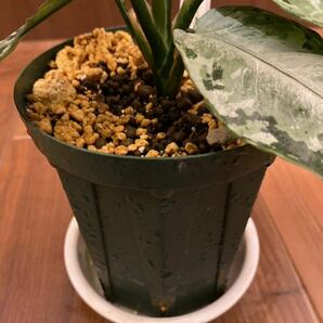 【LA便】Aglaonema pictum tricolor “柳緑花紅” Aceh sumatera【LA0913-1ss】とtricolor【LA0913-1ss】（難有おまけ）アグラオネマの画像5