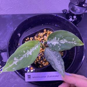 【LA便】 Aglaonema pictum 【LA1118-05b】アグラオネマ スプラッシュ系アルゲンタム （用土、鉢、管理タグ付）の画像3