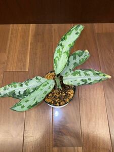 【LA便】Aglaonema pictum tricolor “Endor” 【LA0915-03j】アグラオネマ（用土、鉢、管理タグ付）