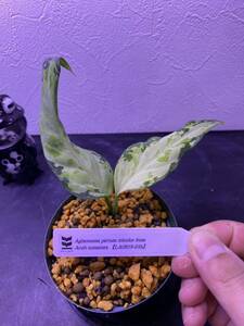 【LA便】Aglaonema pictum tricolor from Aceh sumatera 【LA0819-01b】アグラオネマ （用土、鉢、管理タグ付）