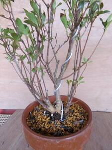  Rhododendron indicum bonsai is . bin ( stock ..)