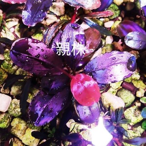 珍しい ブセファランドラ ｓｐ．violet blossom 水中葉 の画像2