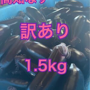 【訳あり】高知県なす　1.5kg