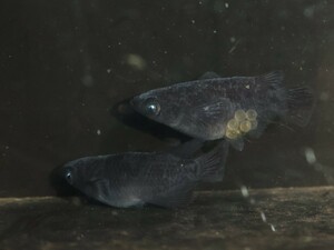 ★早メダカ★黒天幻龍【ダルマタイプ】本家様直系血統　特上種親の稚魚８匹