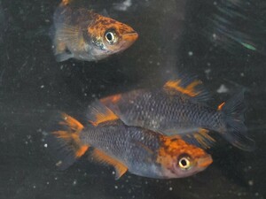 ★早メダカ★飛燕【ヒエン】夢中メダカ様直系の特上種親の稚魚８匹＋α