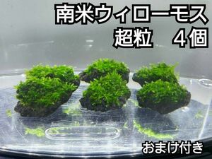 南米ウィローモス　黒溶岩石4個(超粒)　おまけ付き　アクアリウム　レイアウト　ろ材　餌　